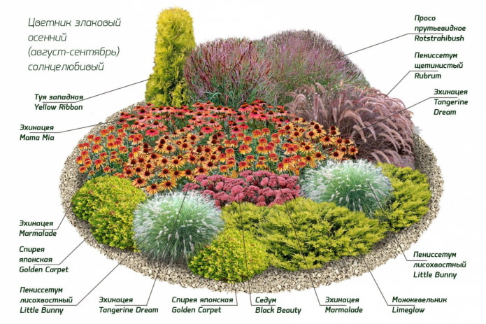 многолетники для миксбордера