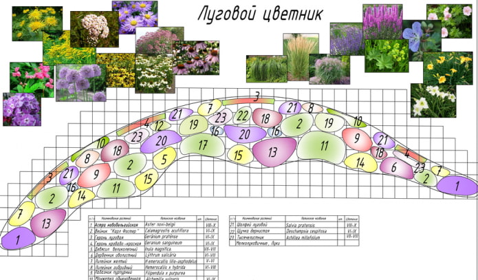 миксбордер из луговых цветов