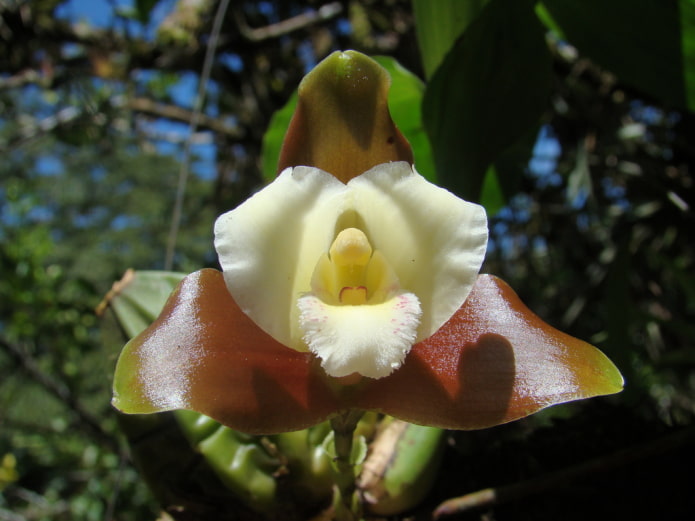 орхидея Ликаста