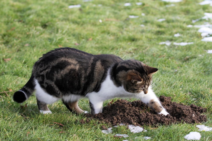 кот ловит крота