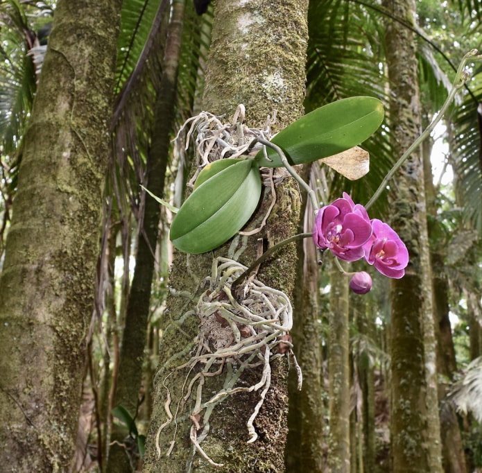 орхидея в дикой природе