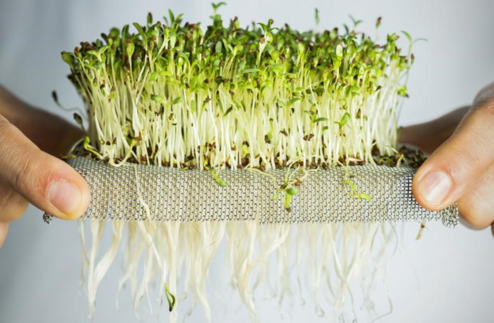 Как самостоятельно выращивать микрозелень?