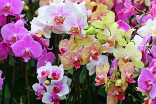 Какие бывают виды и сорта орхидей?
