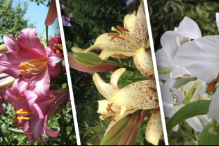 10 самых популярных видов садовых лилий