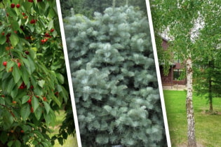 5 красивых быстрорастущих деревьев для дачи