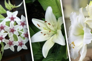 10 самых изящных комнатных растений с белыми цветами, которые поражают своей красотой