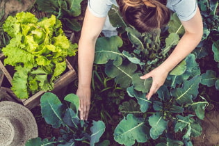 7 мифов об органическом земледелии, о которых полезно знать любому огороднику