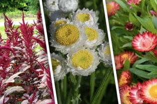 10 красивых сухоцветов, которые можно вырастить в саду